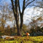 Flanieren im Botanischen Garten